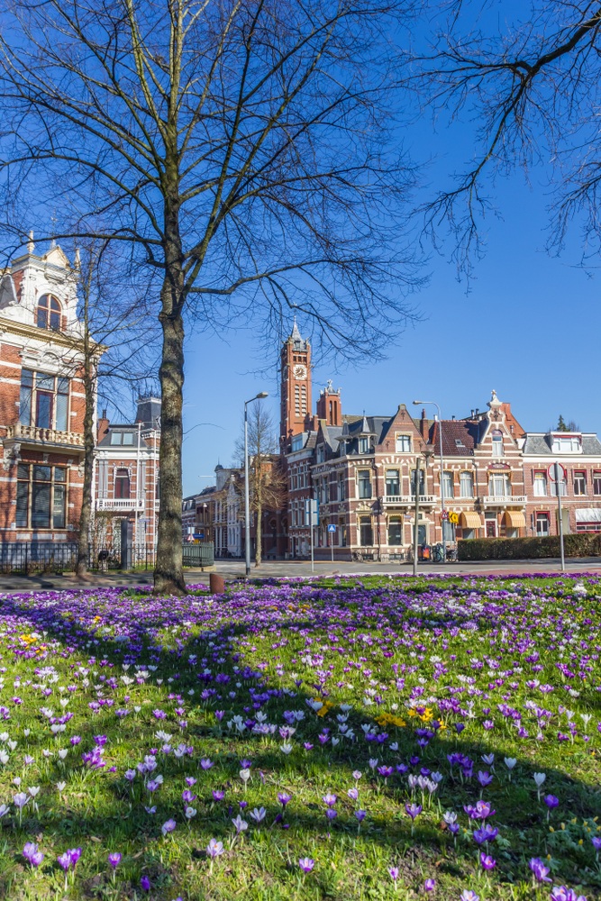 Crocuses bloom in a green park in Groningen, The Netherlands